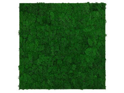 136675 Akustický stěnový mechový panel, 52x52x4 cm, skutečný mech