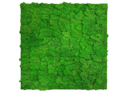 136676 Akustický stěnový mechový panel, 52x52x4 cm, skutečný mech