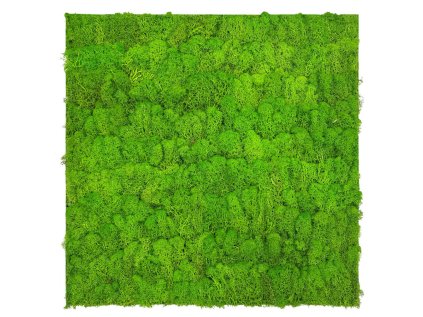 136677 Akustický stěnový mechový panel, 52x52x4 cm, skutečný mech