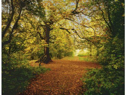 Komar papírová fototapeta 8-068 Autumn Forest, rozměry 388 x 270 cm