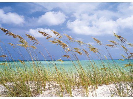 Komar papírová fototapeta 8-515 Ocean Breeze, rozměry 368 x 254 cm