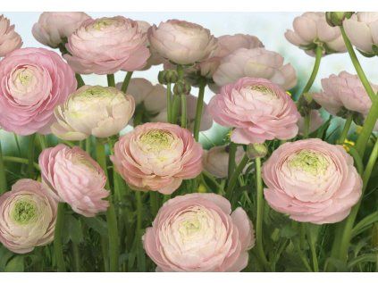 Komar papírová fototapeta 8-894 Gentle Rosé, rozměry 368 x 254 cm