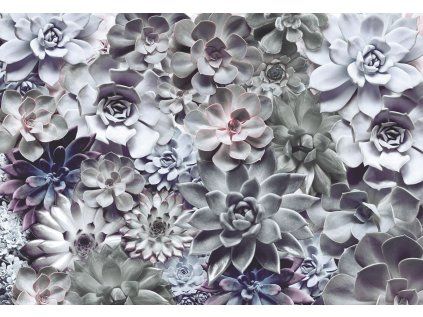 Komar papírová fototapeta 8-962 Shades, rozměry 368 x 254 cm