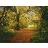 Komar papírová fototapeta 8-068 Autumn Forest, rozměry 388 x 270 cm