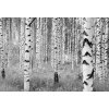 Komar vliesová fototapeta XXL4-023 Woods, rozměry 368 x 248 cm
